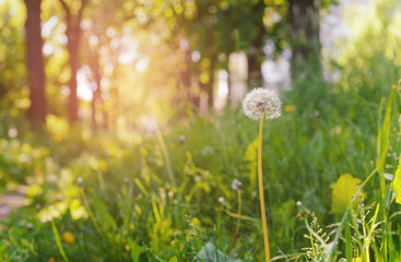 summer day, green glade  with a dandelion