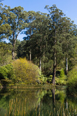 Fototapeta na wymiar オーストラリア　ダンデノン・レンジズ・ボタニック・ガーデン・オーナメンタル・レイク　National Rhododendron Garden