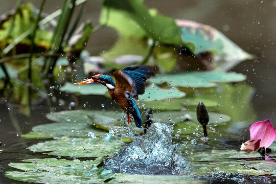Chongqing park kingfisher
