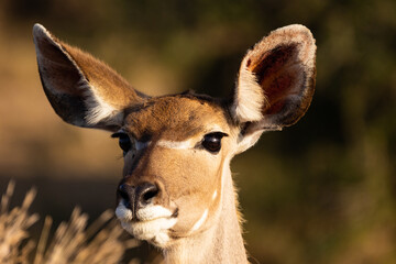 kudu cow on high alert