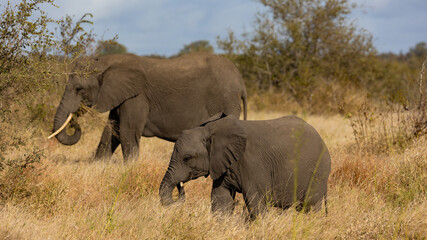 Baby African elephant feeding on grass