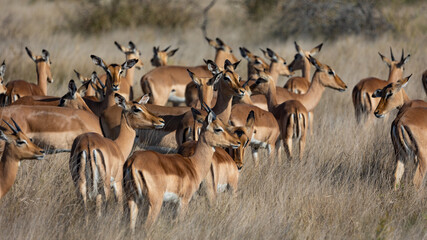 a large herd of impala ewes