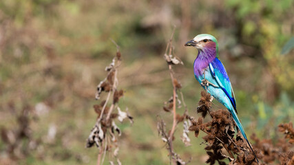 close up of a lilac breasted roller