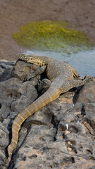 Large water monitor lizard warming up