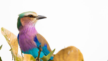 close up of a lilac breasted roller