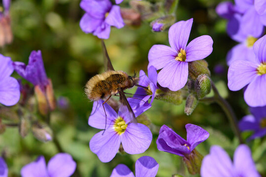Large bee-fly // Gro&szlig;er Wollschweber (Bombylius major) 