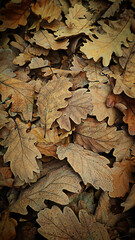 fallen autumn oak leaves on the ground