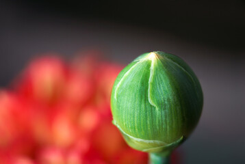 dianthus caryophyllus