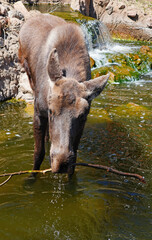 View of a juvenile bull moose by the water in Colorado, USA