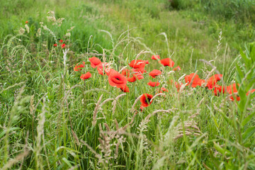 beautiful field of red poppies