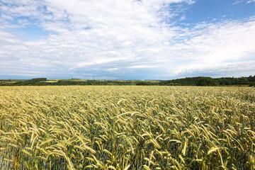 Rye ears ripen in the field in summer