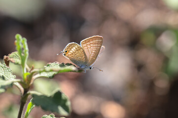 Lampides butterfly (Lampides boeticus) on plant