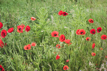 Naklejka premium beautiful field of red poppies