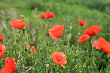 Fototapeta na wymiar beautiful field of red poppies