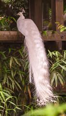 White peacock or white peafowl is also called Pavo cristatus