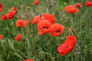 beautiful field of red poppies