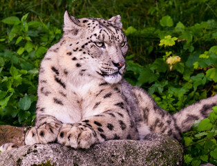 Naklejka na ściany i meble Snow leopard (Uncia uncia) fixes his prey