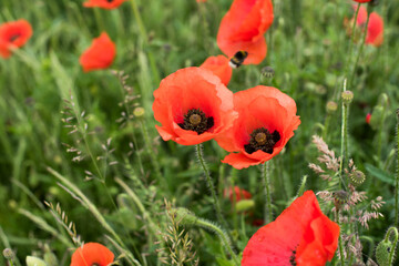 beautiful field of red poppies
