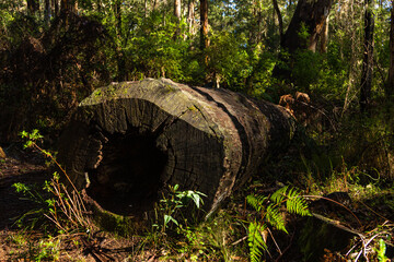 Obraz premium オーストラリア ペンバートンのカリの森