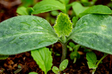 rain drops on a green leaf of pumpkin plant.