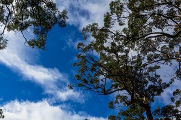オーストラリア　デンマークのバレー・オブ・ザ・ジャイアンツ