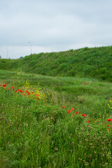 beautiful field of red poppies