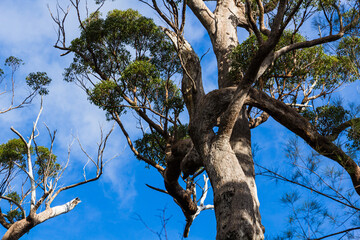 オーストラリア　デンマークのバレー・オブ・ザ・ジャイアンツ