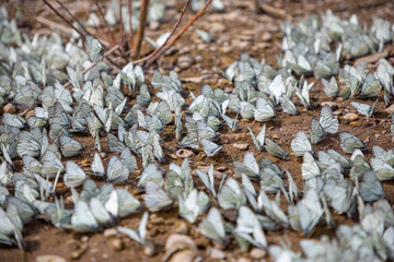 Group of Black-veined white butterfly or Aporia crataegi in Siberia, Russia