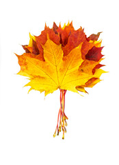 Creative composition on autumn theme - bouquet of natural maple leaves of yellow, orange, red, burgundy flowers isolated on white background.