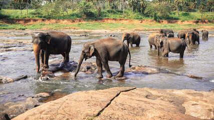 Herd of large Asian elephants bathe in a lake, cooling off in a extreme hot sunny conditions in Sri...
