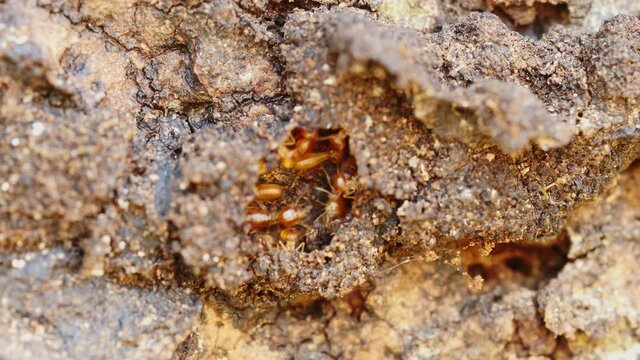 Termites are helping to repair their nests in the Thai forest. (Timelapse)