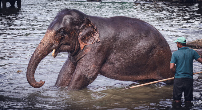 Bullhook Images – Browse 24 Stock Photos, Vectors, and Video | Adobe Stock