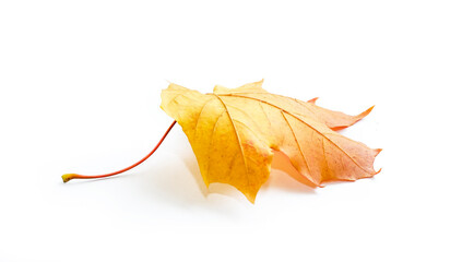 Beautiful autumn natural dry swirling curved maple leaf in yellow orange tones with light shadow on white background.