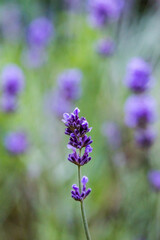 Close up of a purple lavender flower

