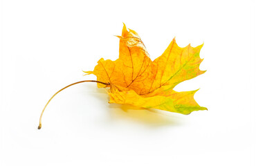 Beautiful autumn natural dry swirling maple leaf in yellow orange green tones on white background.