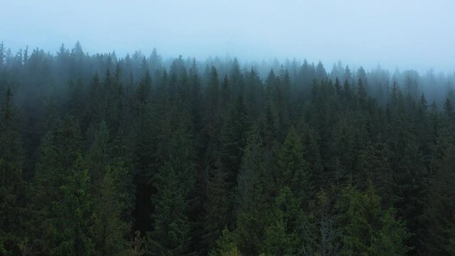 View from the height of coniferous forest in the fog on the mountainside