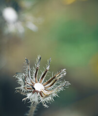 dry Taraxacum