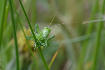 Juvenile bush cricket (Tettigonia sp.) on a blade of grass