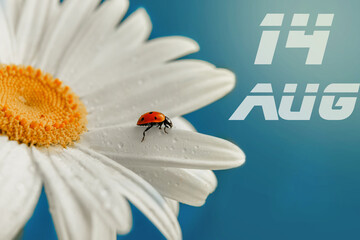 August 14, 14th day of month. Ladybug on petal of white flower. Summer month. Concept of Day of Year