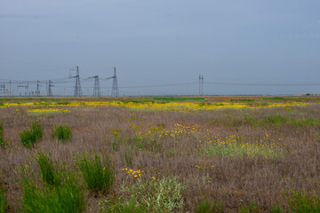 Ranunculus illyricus yellow filed in Volgograd region, Russia
Beatiful landscapes Ranunculus...