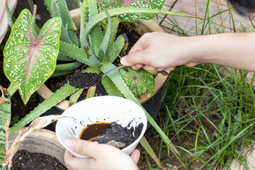 Coffee grounds being added to alovera plant as natural organic fertilizer rich in nitrogen for...