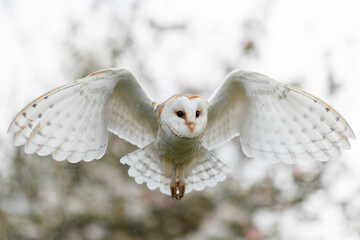 Barn owl (Tyto alba) flying in an orchard in spring. Pink flower background. Noord Brabant in the...