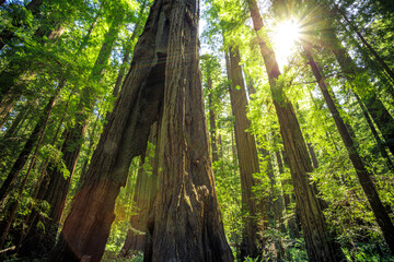 Sunset Views in the Founders Redwood Grove, Humbolt Redwoods State Park, California