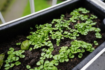 Small balcony garden in pots with baby parsley and basil, coming out of seeds in spring. Fresh green aromatic herbs home grown for delicious food recipes