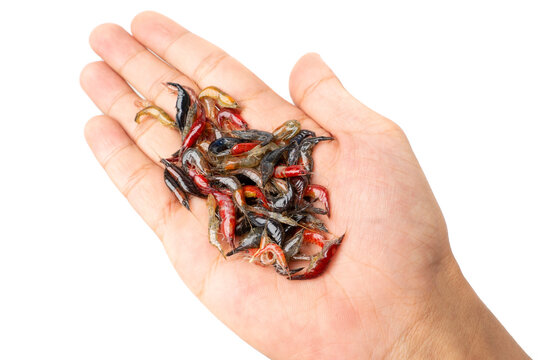 small shrimp on hand over white background