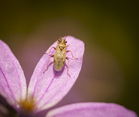 Erodium botrys