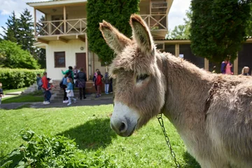 Tuinposter Brown donkey at the zoo, children walking nearby on excursions © dvoinik
