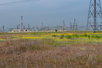 Ranunculus illyricus yellow filed in Volgograd region, Russia
Beatiful landscapes Ranunculus...