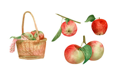 Large watercolor set with apples. Apple on branch with leaves, apples in basket on towel, red fruits, green leaves, harvest for thanksgiving day