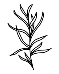 Multifoliate grass, vector illustration. Branch with elongated leaves. Botanical element, line art. Simple outline, hand drawing.